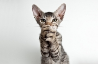 Picture of peterbald cat begging, will loose fur over time