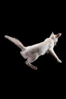 Picture of Peterbald cat, falling