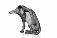 Picture of Peterbald cat grooming