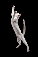 Picture of Peterbald cat, jumping into the air