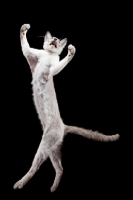 Picture of Peterbald cat, jumping