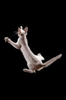 Picture of Peterbald cat, jumping