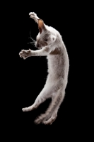 Picture of Peterbald cat, jumping