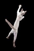 Picture of Peterbald cat, jumping