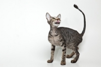 Picture of peterbald cat licking around her mouth