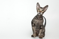Picture of peterbald cat looking cute at camera