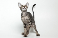 Picture of peterbald cat looking up, one paw in the air