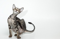 Picture of peterbald cat scratching herself