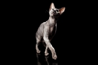 Picture of peterbald cat walking and looking up