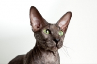 Picture of peterbald cat with green eyes