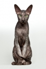 Picture of peterbald cat with very intense look straight at camera, perfect posture