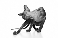 Picture of Peterbald in black and white