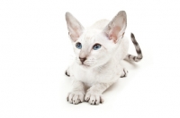 Picture of Peterbald kitten 10 weeks old