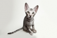 Picture of Peterbald kitten 12 weeks old