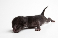 Picture of Peterbald kitten 1 day old, eyes closed