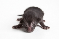 Picture of Peterbald kitten 1 day old, front view