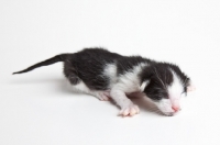 Picture of Peterbald kitten 1 day old on white background