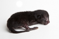Picture of Peterbald kitten 1 day old