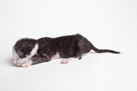 Picture of Peterbald kitten 1 day old
