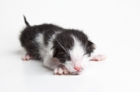 Picture of Peterbald kitten 1 day old