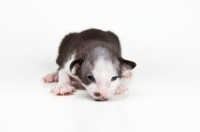 Picture of Peterbald kitten 1 week old
