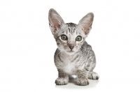 Picture of Peterbald kitten, 2 months old, looking into camera
