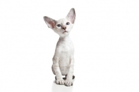 Picture of Peterbald kitten, 2 months old