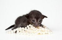 Picture of Peterbald kitten 2 weeks old laying on a pearl necklace