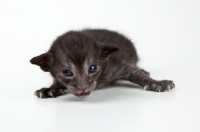 Picture of Peterbald kitten 2 weeks old