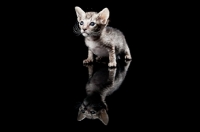 Picture of Peterbald kitten 33 days old