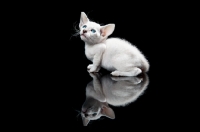 Picture of Peterbald kitten 33 days old