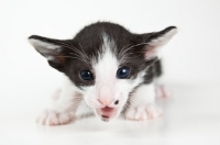 Picture of Peterbald kitten 3 weeks old, portrait