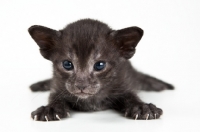 Picture of Peterbald kitten 3 weeks old