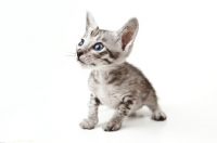 Picture of Peterbald kitten 40 days old