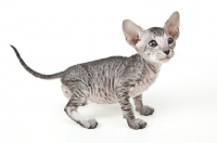 Picture of Peterbald kitten 40 days old