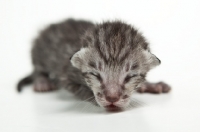 Picture of Peterbald kitten 4 days old