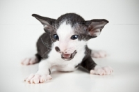 Picture of Peterbald kitten 4 weeks old meowing
