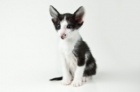 Picture of Peterbald kitten 5 weeks old, looking alert