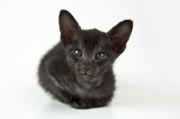 Picture of Peterbald kitten 5 weeks old