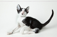 Picture of Peterbald kitten 6 weeks old, looking up