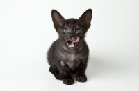 Picture of Peterbald kitten 6 weeks old, licking mouth