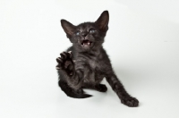 Picture of Peterbald kitten 6 weeks old. playing and looking scary