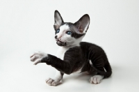 Picture of Peterbald kitten 6 weeks old, reaching out