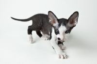 Picture of Peterbald kitten 6 weeks old