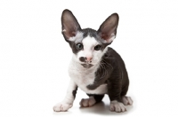 Picture of Peterbald kitten 8 weeks old, looking alert