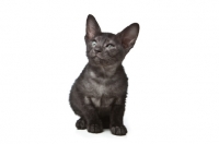 Picture of Peterbald kitten 8 weeks old