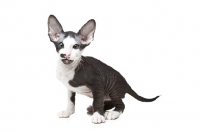 Picture of Peterbald kitten 8 weeks old