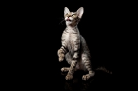 Picture of peterbald kitten desiring something