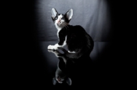 Picture of Peterbald kitten from behind, looking up, 7 weeks old
