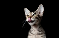 Picture of peterbald kitten licking mouth